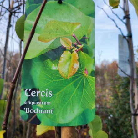 Judášovec strukový Bodnant, Cercis siliquastrum, + 90 cm, kont. 2l