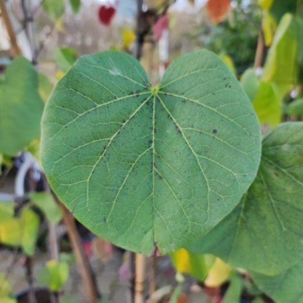 Judášovec strukový Bodnant, Cercis siliquastrum, + 90 cm, kont. 2l