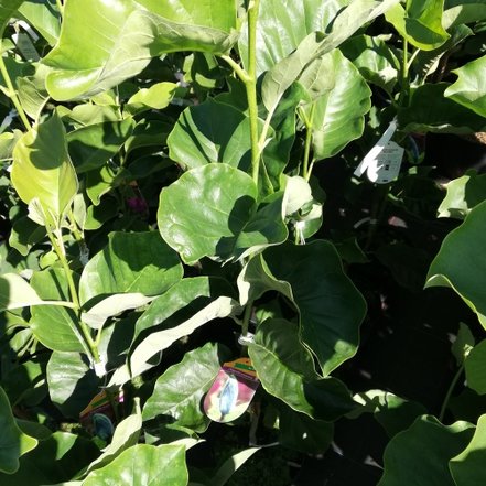Magnólia Blue Opal,  Magnolia acuminata 40- 60 cm, kontajner 3l