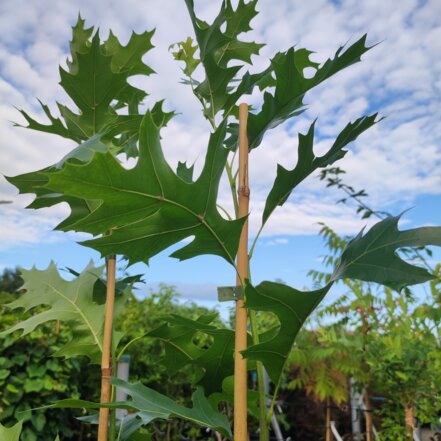 Dub červený Botles Gold, Quercus rubra, kontajner 3l, výška 160 – 200 cm