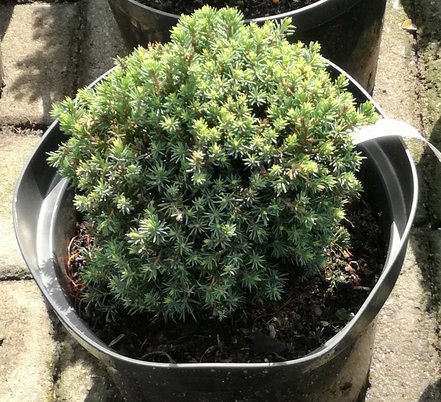 Smrek biely Blue Planet, Picea Glauca, 10 - 20 cm, kont. 3l