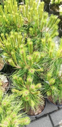 Borovica Brepo, Pinus mugo x Pinus densiflora, 20 -50cm, kont. 5 l