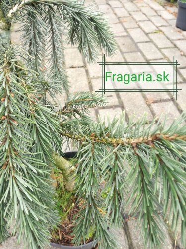 Smrek Brewerov, Picea breweriana, 30 – 40 cm, kontajner 3l