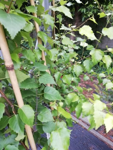 Breza previsnutá Schneverdingen Goldbirke , Betula pendula 130 - 170 cm, kont. 5I
