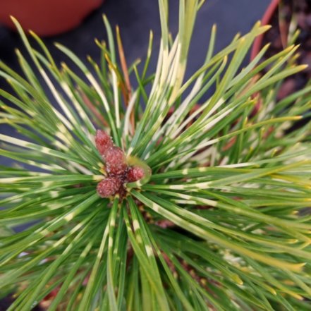 Borovica pyrenejská Billabong, Pinus uncinata 15 - 20 cm, kont. 5l