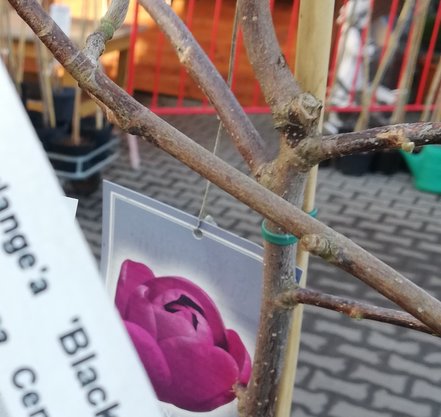 Magnólia Black Tulip, Magnolia 140 - 170 cm, kont. 10l