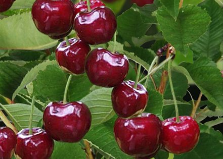 Čerešňa vtáčia Burlat, Cerasus avium 180 - 200 cm, kont 3,5l