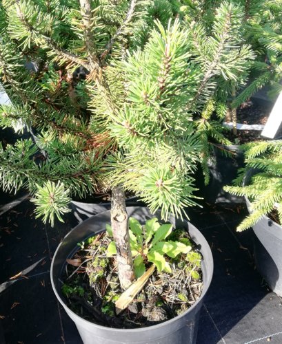 Borovica horská Bubikopf, Pinus mugo, 40 - 60 cm, kont. 4l