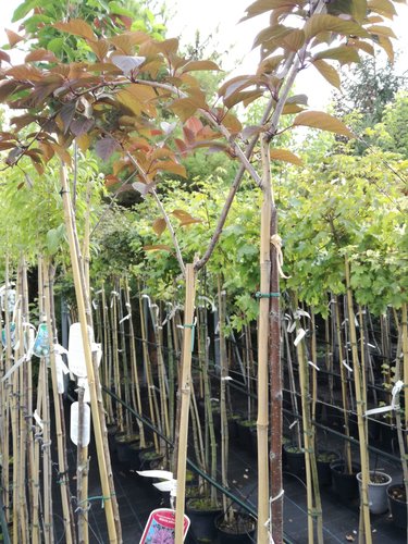 Čerešňa pilovitá Royal Burgundy, Prunus serrulata 120 - 180 cm, kont. 3I