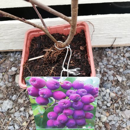 Arónia čerešňolistá Burka, Aronia x prunifolia, kont. 3l, + 150 cm