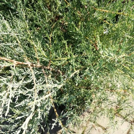 Borievka virdžínska Burkii, Juniperus virginiana 50 - 70 cm, kont. 3l