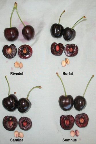 Čerešňa vtáčia Burlat, Cerasus avium 180 - 200 cm, kont 3,5l