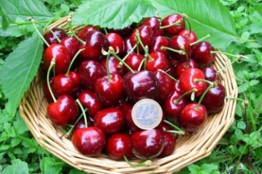 Čerešňa vtáčia Burlat, Cerasus avium 180 - 200 cm, kont 3,5l