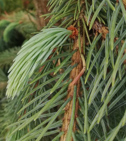 Smrek Engelmannov Bush's Lace , Picea engelmannii, 30 – 40 cm, kontajner 2l