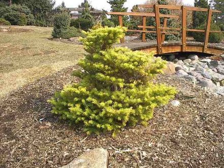 Jedľa kórejská Aurea  Abies koreana 30 - 40 cm, kont. 3l