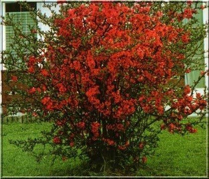 Dulovec Crimson and Gold, Chaenomeles x superba 25 - 35 cm, kont. 3l