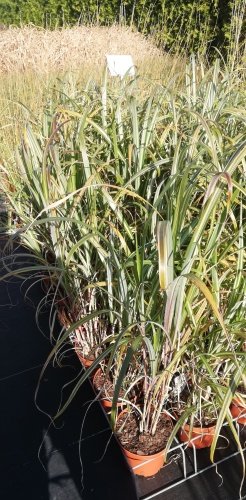 Ozdobnica čínská Cabaret, Miscanthus sinensis, kontajner 3l