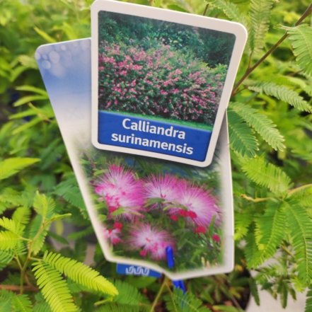 Calliandra , Calliandra surinamensis, kont. 3l