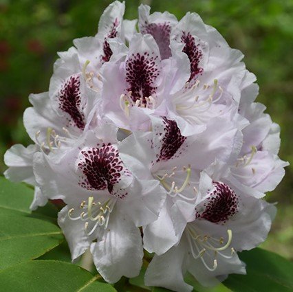 Rododendron Calsap, Rhododendron, 30 - 50 cm, kont. 5l