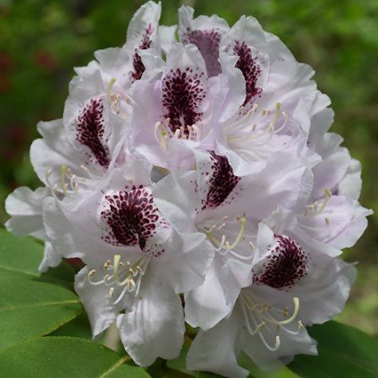 Rododendron Sapporo, Rhododendron, 30 - 50 cm, kont. 5l