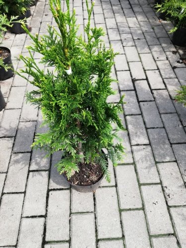 Tuja riasnatá Can Can, Thuja plicata 40 - 50 cm, kont. 3l