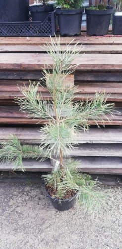Borovica lesná Candelight , Pinus sylvestris, 40 - 70 cm, kont. 3l