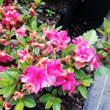 Azalka japonská Canzonetta, Rhododendron obtusum, kont. 2l