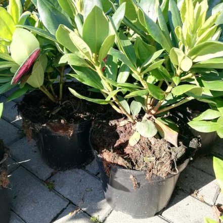 Rododendron Caractacus, Rhododendron 40 - 50 cm, kont. 5l