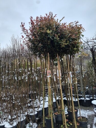 Červienka Fraserova Carré Roughe, Photinia × fraseri, kmeň + 140, kont.10l