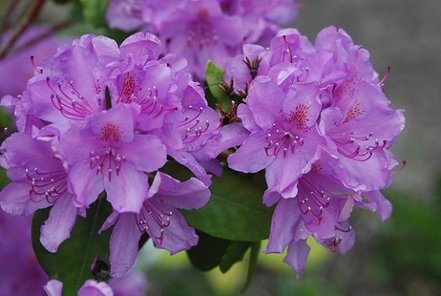 Rododendron Catawbiense Boursault, Rhododendron 40 - 60 cm, kont. 5l