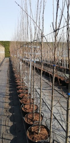 Hrab obyčajný Fastigiata, Carpinus betulus, +300 cm, kont. 25l