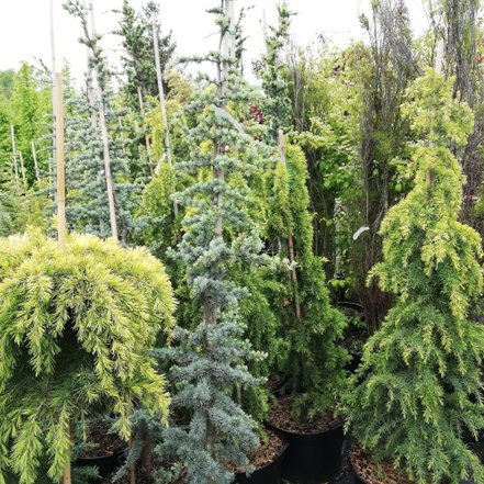 Céder libanonský Glauca, Cedrus libani , 75 – 120 cm, kontajner 2L