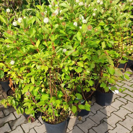 Hlavoš západný, Cephalanthus occidentalis, kont. 30 l, + 120 cm