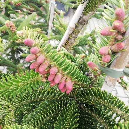 Jedľa grécka, Abies cephalonica, + 170 cm, kont. 20l.