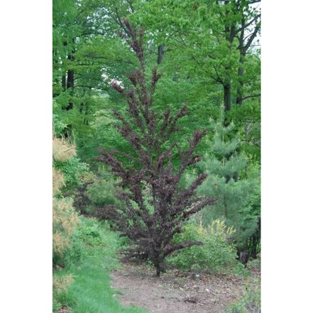 Cercidovník japonský Rotfuchs, Cercidiphyllum japonicum, 140 – 170 cm, kontajner 3 l