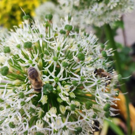 Cesnak obrovský White Giant, Allium giganteum , kont. 3l