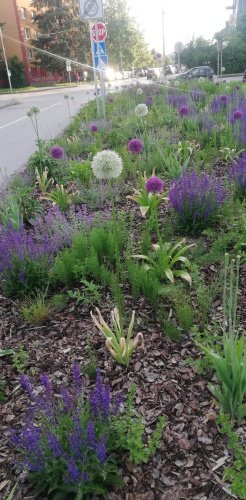 Cesnak obrovský, Allium giganteum , kont. 3l