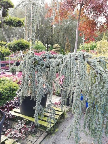 Céder libanonský Glauca Pendula (previsnutý), Cedrus libani, kontajner 100 l, 200 - 300 cm