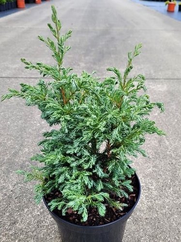 Cypruštek hrachonosný Boulevard, Chamaecyparis pisifera 20 - 30 cm, kont. 3l