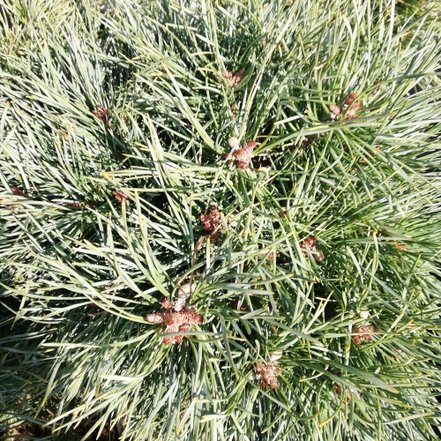 Borovica lesná Chantry Blue ( na kmienku), Pinus sylvestris, 30 - 55 cm, kont. 3l