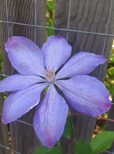 Plamienok Mrs. Cholmondeley , Clematis, kontajner 3l