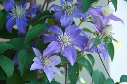 Plamienok Justa, Clematis, kontajner 3l