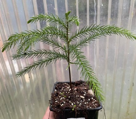 Araukária stĺpovitá/ CookovaAraucaria columnaris, 20 cm, kont.P9