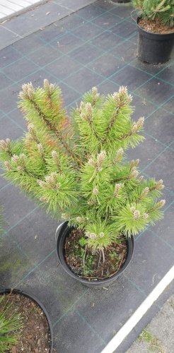Borovica pancierová Compact Gem, Pinus leucodermis – heldreichii, 20 - 40 cm, kont. 3l