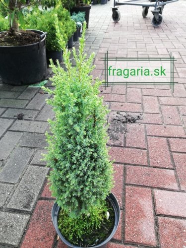 Borievka obyčajná Compressa, Juniperus communis 30 – 35 cm, kont. 3l