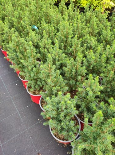 Smrek biely Conica, Picea glauca 20 - 30 cm, kont. 3l