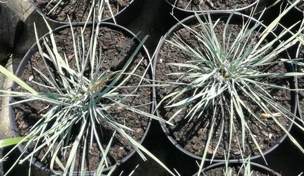 Ometlina sivá Coolio, Koeleria glauca, 20 cm, kontajner 3 l