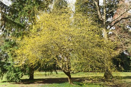 Drieň obyčajný, Cornus mas, 40 – 50 cm, kontajner 2l