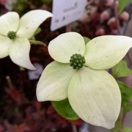 Drieň japonský, Cornus kousa, 40 – 70 cm, kontajner 1l