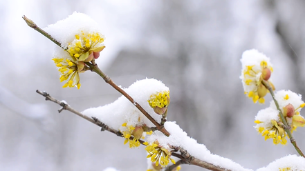 Drieň obyčajný, Cornus mas, 40 – 50 cm, kontajner 2l